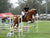 Dealing with Anxiety at competitions (Show Jumping)